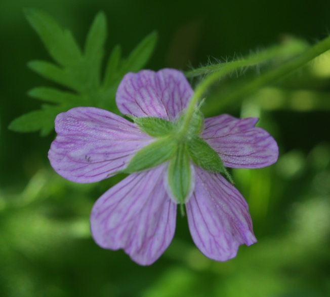 Geranium sanguineum